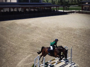 CAMERE BLACK SEA HORSES